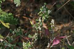 Nothosaerva brachiata